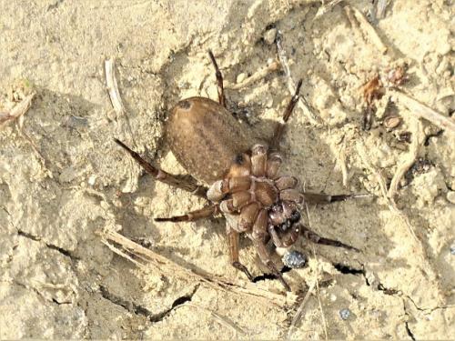 Trochosa sp.